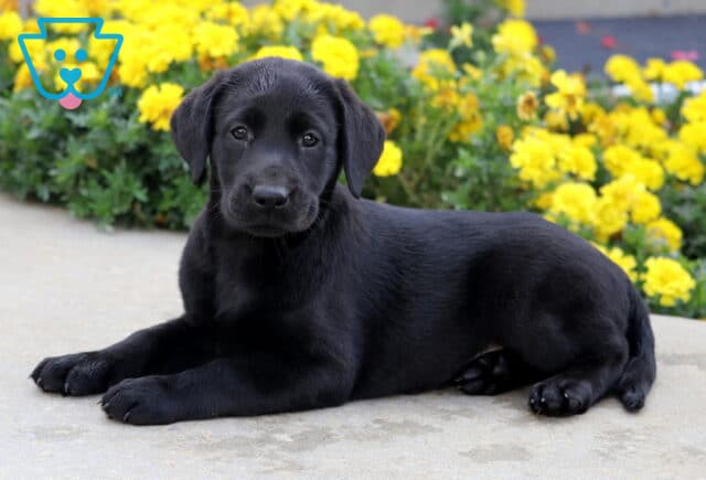 Black Labrador puppy laying down on a sidewalk with paws tucked neatly forward, looking calm in front of a garden full of yellow flowers. image