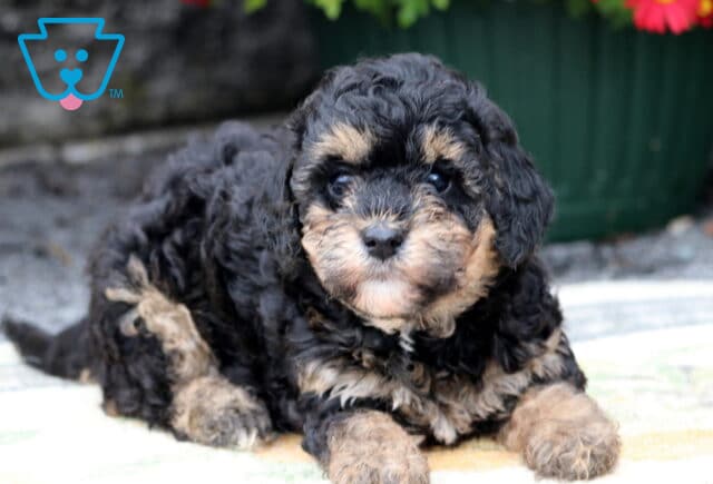 Pepper Mini Poodle image