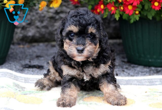 Pepper Mini Poodle2 image