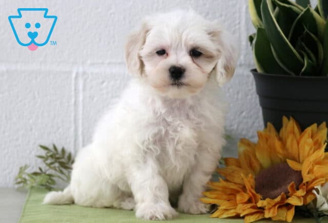 Perry Maltipoo image