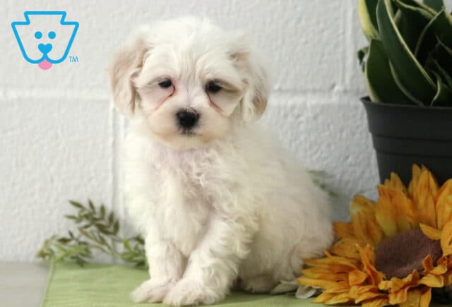 Perry Maltipoo2 image