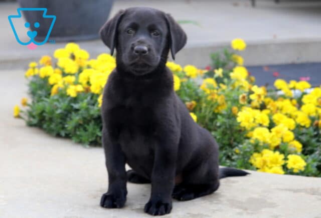 Adorable black Labrador puppy sitting upright on a sidewalk, posing sweetly with a bed of bright yellow flowers in the background. image