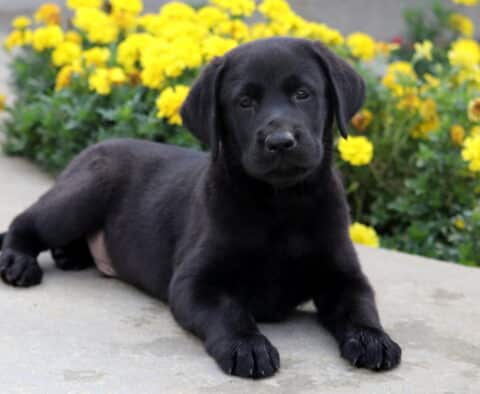 Black Labrador puppy lying down on a sidewalk with its front paws outstretched, gazing calmly in front of bright yellow flowers.