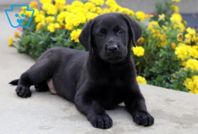 Black Labrador puppy lying down on a sidewalk with its front paws outstretched, gazing calmly in front of bright yellow flowers. image