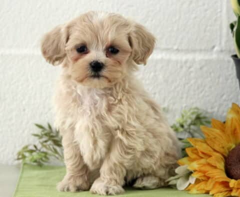 Petey Mltipoo2 Petey Mltipoo2