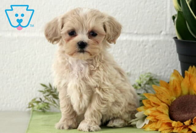 Petey Mltipoo2 image