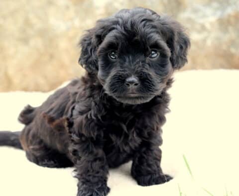 Playful Toy Labradoodle puppy with soft black curly fur sitting on a light blanket, looking up with a curious and gentle expression.