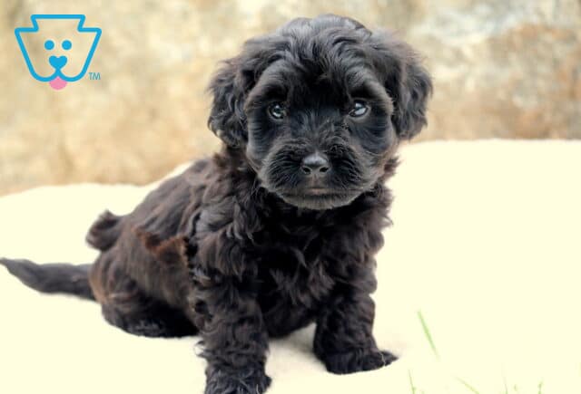 Playful Toy Labradoodle puppy with soft black curly fur sitting on a light blanket, looking up with a curious and gentle expression. image