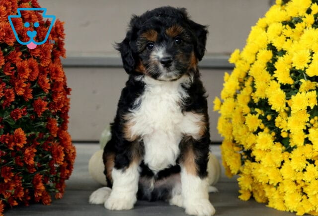 Sweet Mini Aussiedoodle puppy with black, white, and tan tri-color markings sitting between yellow and red mums, looking alert with a fluffy soft coat. image