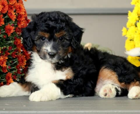Playful Mini Aussiedoodle puppy with a black, white, and tan tri-color coat lying between red and yellow mums, showing fluffy curls and a sweet expression.