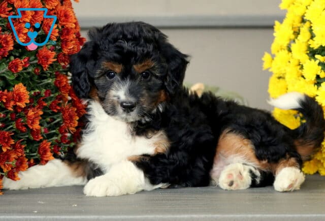 Playful Mini Aussiedoodle puppy with a black, white, and tan tri-color coat lying between red and yellow mums, showing fluffy curls and a sweet expression. image