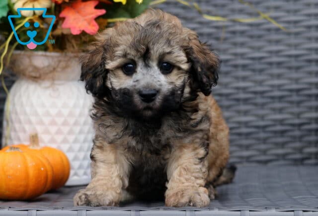 Fluffy brown and black Bichpoo puppy with a curly coat sitting on a wicker chair, looking curious with big dark eyes, next to a pumpkin and fall flowers. image