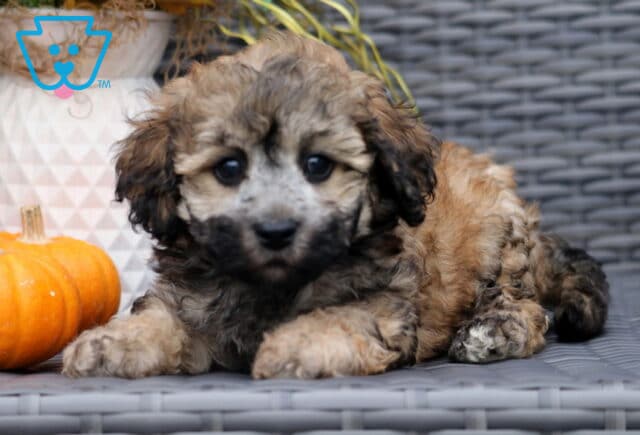 Adorable brown and black Bichpoo puppy with a curly coat lying on a wicker chair, gazing forward with gentle eyes, next to two small pumpkins. image