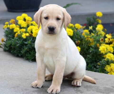 Yellow Labrador Retriever puppy sitting on a sidewalk in front of bright yellow flowers, looking sweet and calm.
