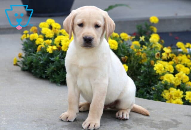 Yellow Labrador Retriever puppy sitting on a sidewalk in front of bright yellow flowers, looking sweet and calm. image