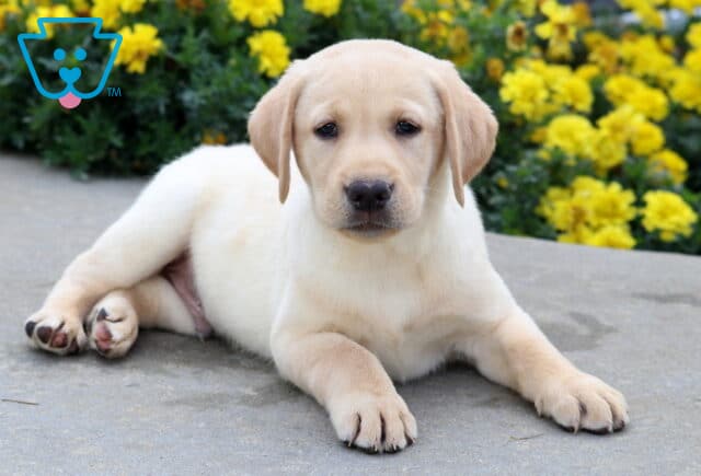 Yellow Labrador puppy lying down on a sidewalk with paws stretched forward, posing sweetly in front of vibrant yellow flowers. image