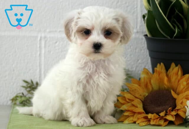 Poe Maltipoo image