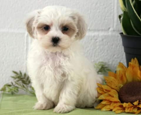 Poe Maltipoo2 Poe Maltipoo2