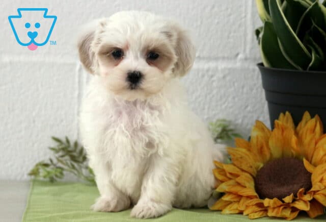 Poe Maltipoo2 image