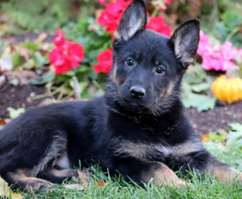 Polly German2 Polly German2