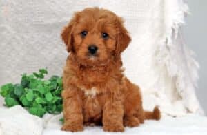 Poodle Mix