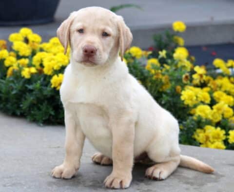 Light yellow Labrador puppy with soft fur sitting upright on a sidewalk, framed by a bed of bright yellow flowers.