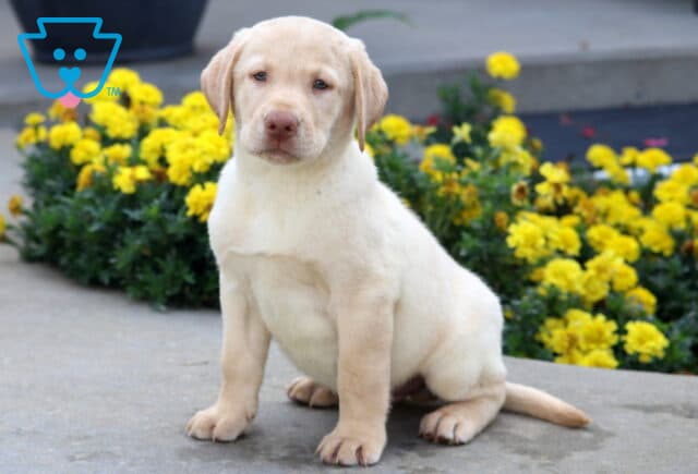 Light yellow Labrador puppy with soft fur sitting upright on a sidewalk, framed by a bed of bright yellow flowers. image