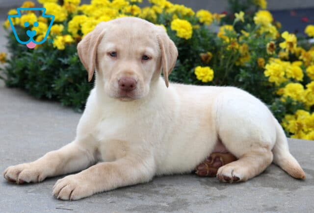 Light yellow Labrador puppy lounging on a sidewalk with paws stretched out, looking relaxed in front of blooming yellow flowers. image