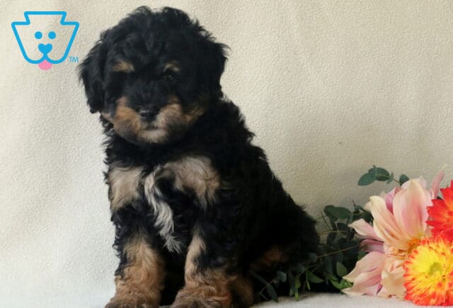 Porky Cavapoo image