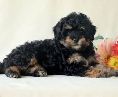 Porky Cavapoo2