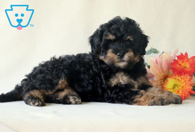 Porky Cavapoo2 image