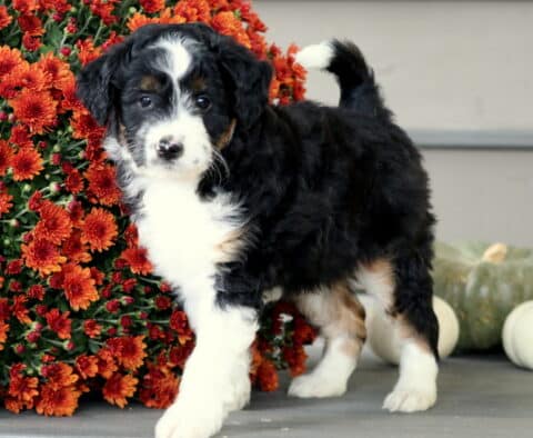 Adorable Mini Aussiedoodle puppy with a black, white, and tan coat standing beside bright orange mums, showing a fluffy tail and curious expression.