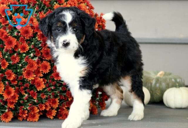 Adorable Mini Aussiedoodle puppy with a black, white, and tan coat standing beside bright orange mums, showing a fluffy tail and curious expression. image