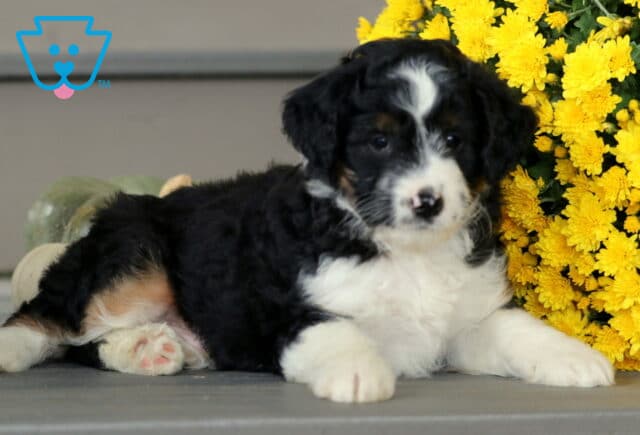 Cute Mini Aussiedoodle puppy with a soft black, white, and tan tri-color coat lying beside bright yellow mums, showing a calm and gentle expression. image