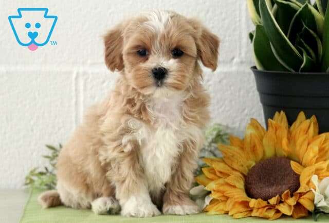 Prince Maltipoo image