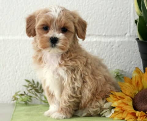 Prince Maltipoo2 Prince Maltipoo2