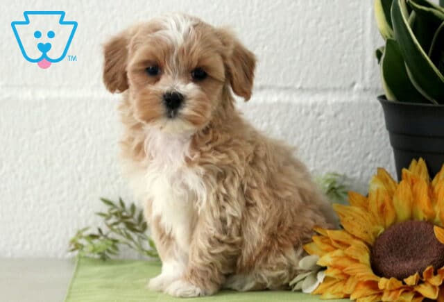 Prince Maltipoo2 image