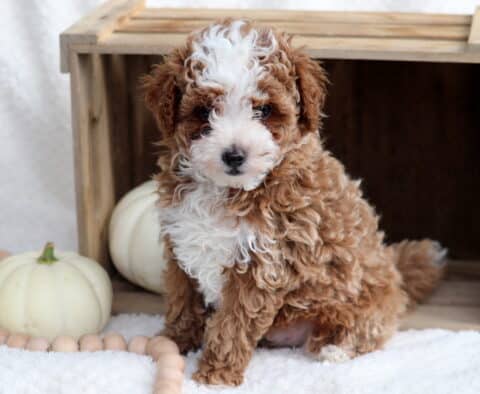 Prince Toy Poodle