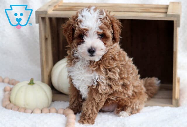 Prince Toy Poodle image