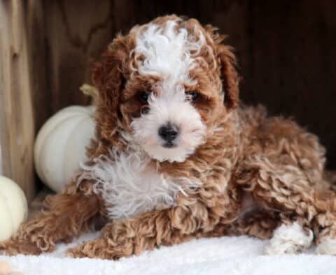 Adorable Toy Poodle puppy with soft curly apricot and white fur lying on a cozy white blanket beside small white pumpkins, looking sweetly at the camera with round dark eyes.