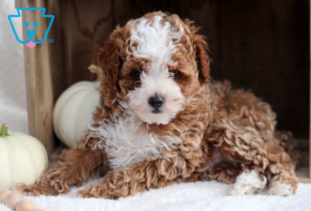 Prince Toy Poodle2 image