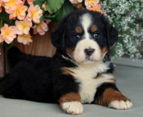Fluffy Bernese Mountain Dog puppy with a classic tri-color coat lying down in front of peach and white flowers, looking calm and sweet.