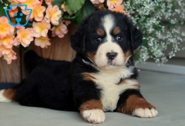 Fluffy Bernese Mountain Dog puppy with a classic tri-color coat lying down in front of peach and white flowers, looking calm and sweet. image