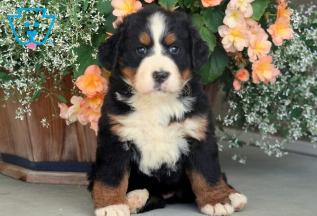 Bernese Mountain Dog puppy with a fluffy tri-color coat sitting upright in front of peach and white flowers, gazing forward with big soulful eyes. image