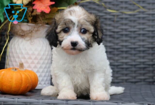 Adorable Bichpoo puppy with fluffy white fur and brown-and-black markings on the face, sitting on a wicker chair beside a pumpkin and fall flowers. image