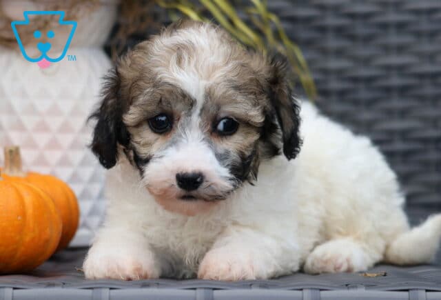 Sweet Bichpoo puppy with fluffy white fur and brown-and-black markings resting on a wicker chair, looking up with soulful eyes beside two small pumpkins. image