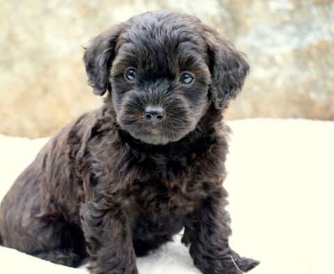 Adorable Toy Labradoodle puppy with rich black brown curly fur sitting on a light blanket, gazing sweetly forward with round, shiny eyes.
