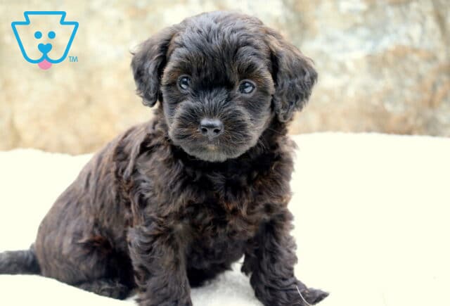 Adorable Toy Labradoodle puppy with rich black brown curly fur sitting on a light blanket, gazing sweetly forward with round, shiny eyes. image