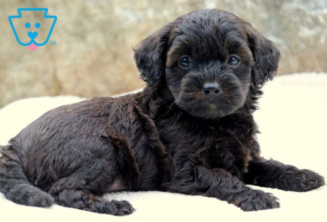 Cute Toy Labradoodle puppy with soft black wavy fur lying on a cream blanket, gazing calmly forward with bright expressive eyes. image