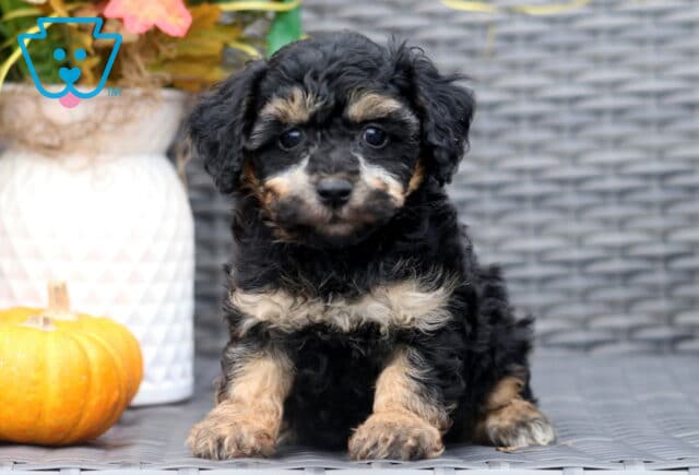 Adorable black Bichpoo puppy with tan markings on the face, chest, and paws, sitting on a wicker chair next to a small pumpkin and fall décor. image
